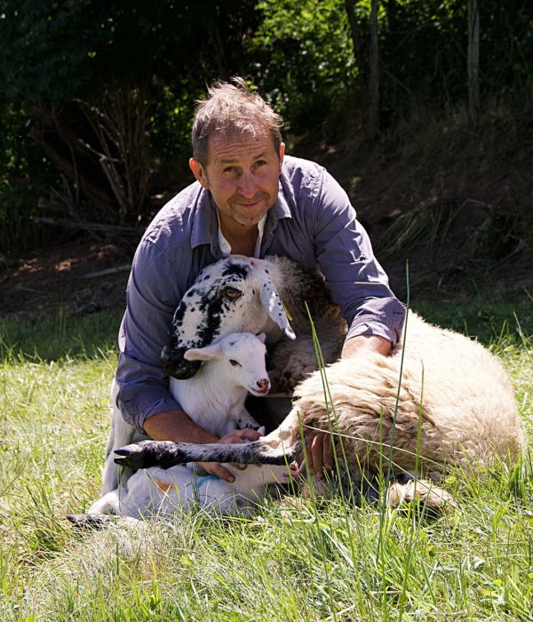 photo mouton brebis terredemploi63