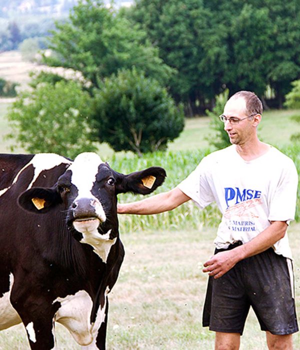 photo vache terredemploi63
